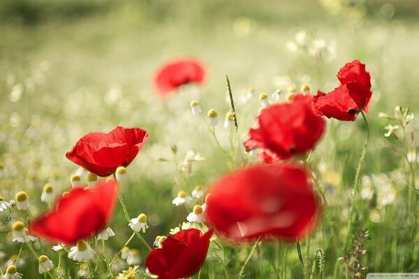 Sommerfeld mit Mohn und Gänseblümchen