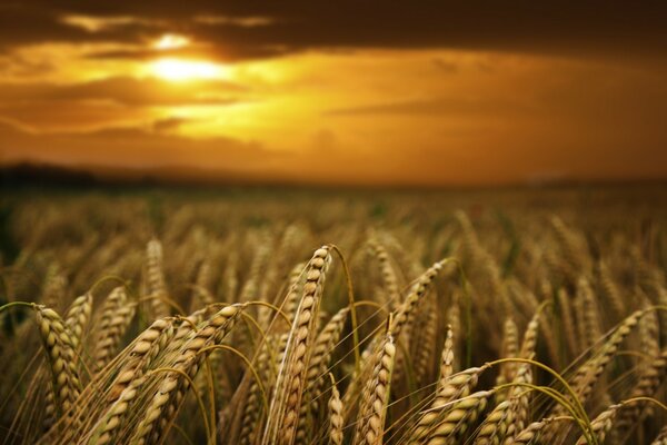 Centeno de oro en el campo de zaaat