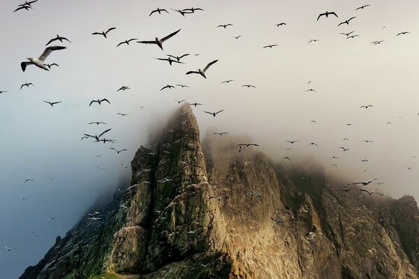 Möwen fliegen in Wolken über einen Felsen