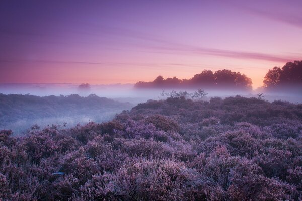 La natura ha avvolto alberi e cespugli nella nebbia