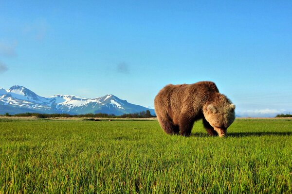 Oso Pardo en el césped en las montañas