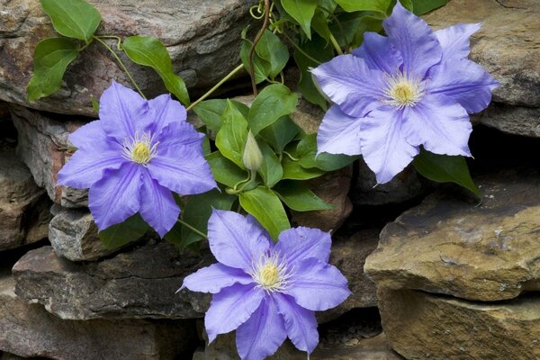 Fleurs de clématite lilas en maçonnerie