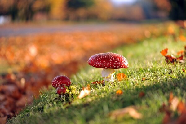 Autumn mushrooms on a green carpet of grass