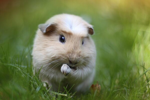 Bella cavia nell erba