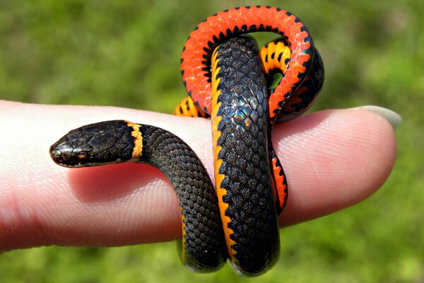 Un pequeño negro con un lado naranja envuelve el dedo