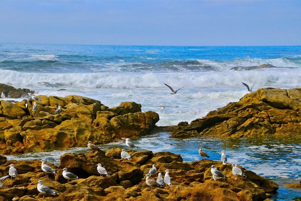 Seagulls on rocks near the ocean coast