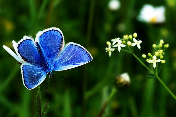 Blauer Schmetterling auf einem Zweig einer Blume