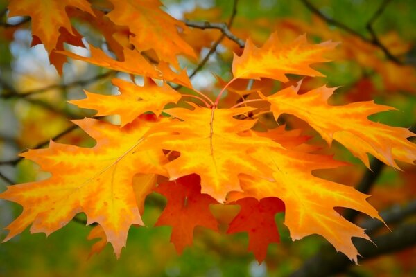 Autumn leaves on the background of nature