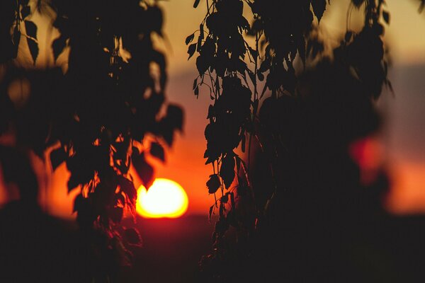 Silhouettes of foliage against a red sunset