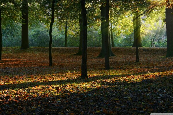 Herbstwald in der Sonne