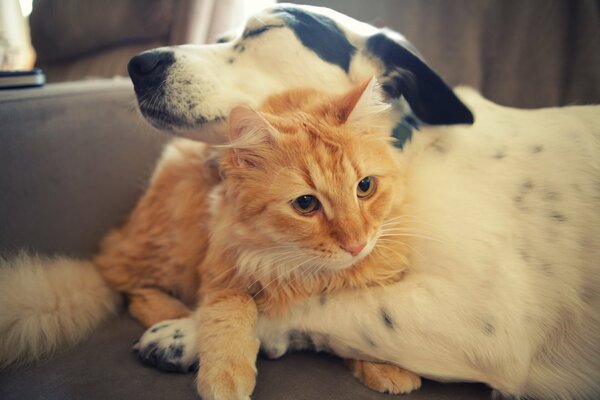 A red cat and a white dog hug