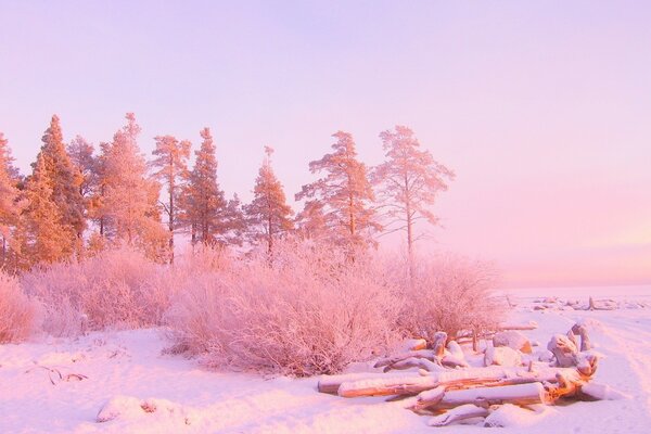 Rosa Sonnenaufgang im Winterwald