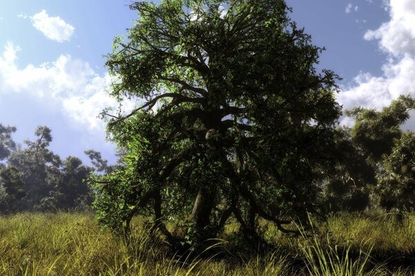 Viejo árbol elegante en el bosque