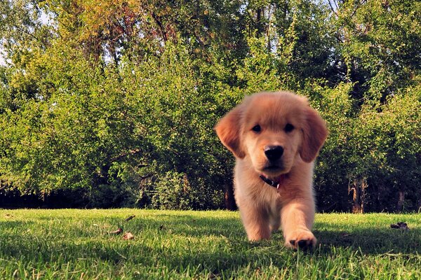 Funny puppy on the summer grass