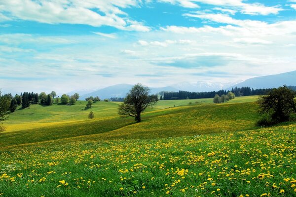 Carpet of wild yellow flowers