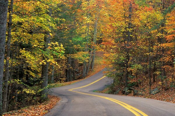 Colorful trees in cold autumn