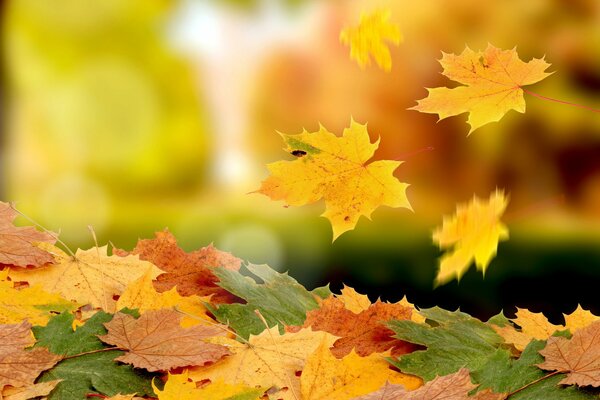 Maple leaves swirl above the ground