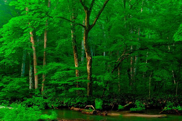 A quiet river among green trees