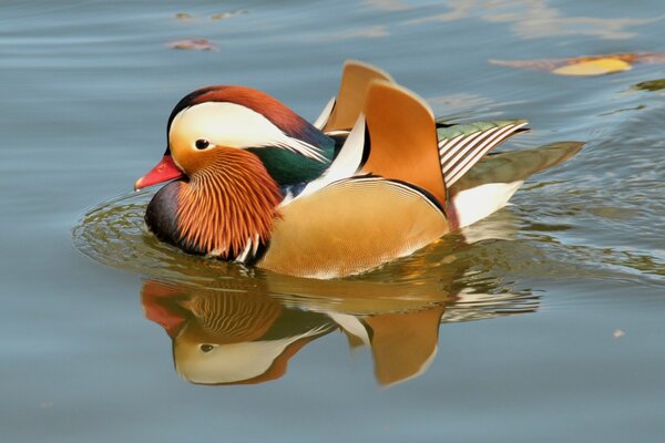 Pato mandarín naranja brillante flotando en el estanque