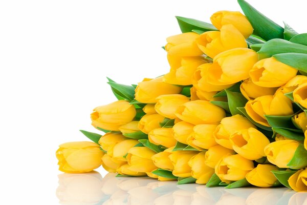 Bouquet of yellow tulips on a white background