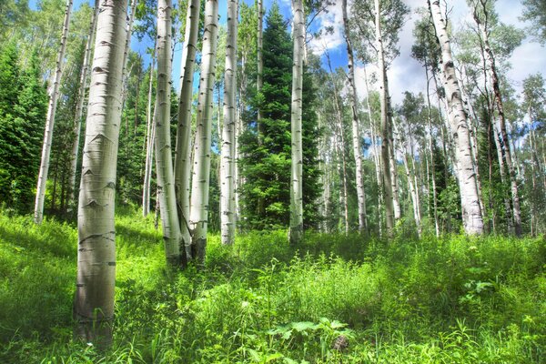 Natural forest near the village