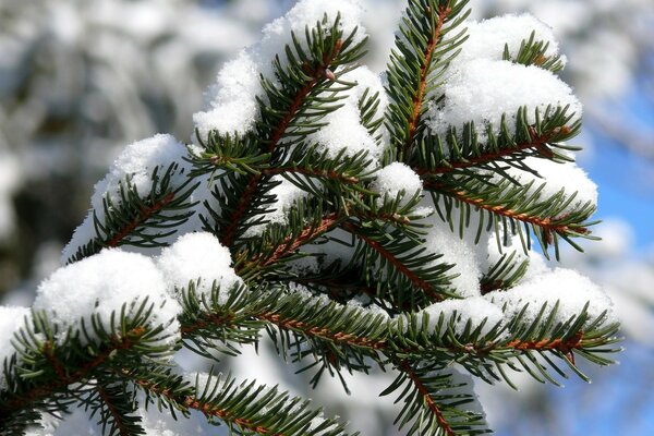 Ramas cubiertas de nieve de abeto contra el cielo azul