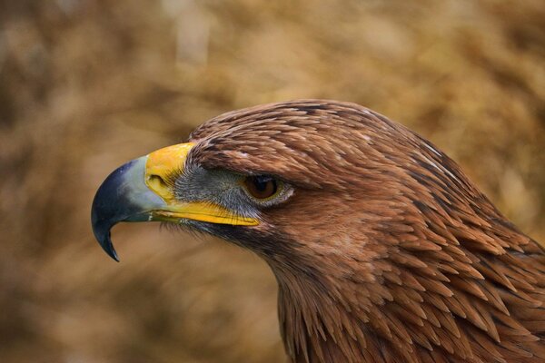 An eagle with a yellow beak looks to the left