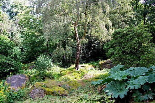 Sommerliche Waldlandschaft und Ruhe