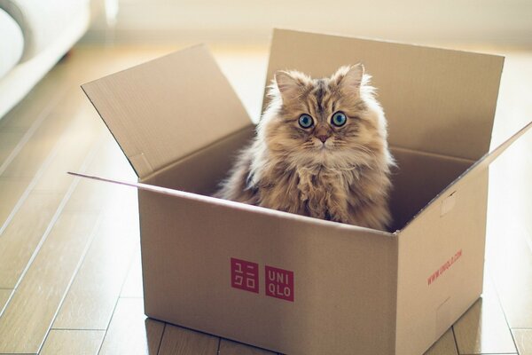 Blue-eyed cat in a cardboard box