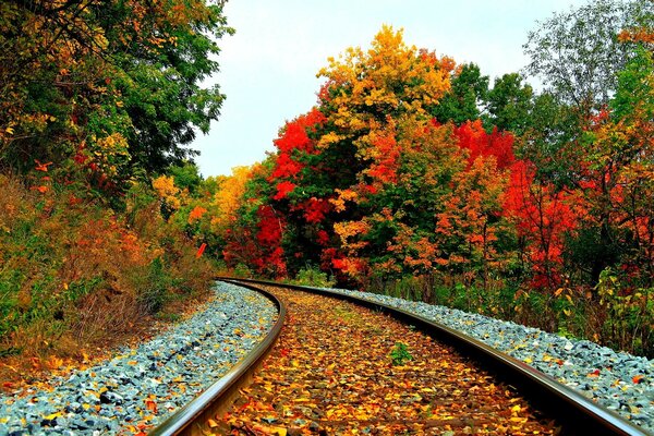 Chemin de fer et arbres avec des feuilles colorées