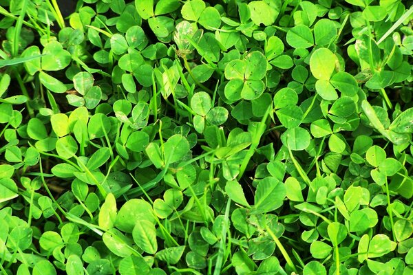 Miracle de la nature: feuilles de trèfle qui brillent au soleil