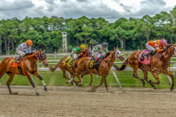 Four horses compete in a horse race