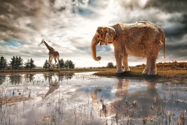 Jirafa y elefante en un abrevadero