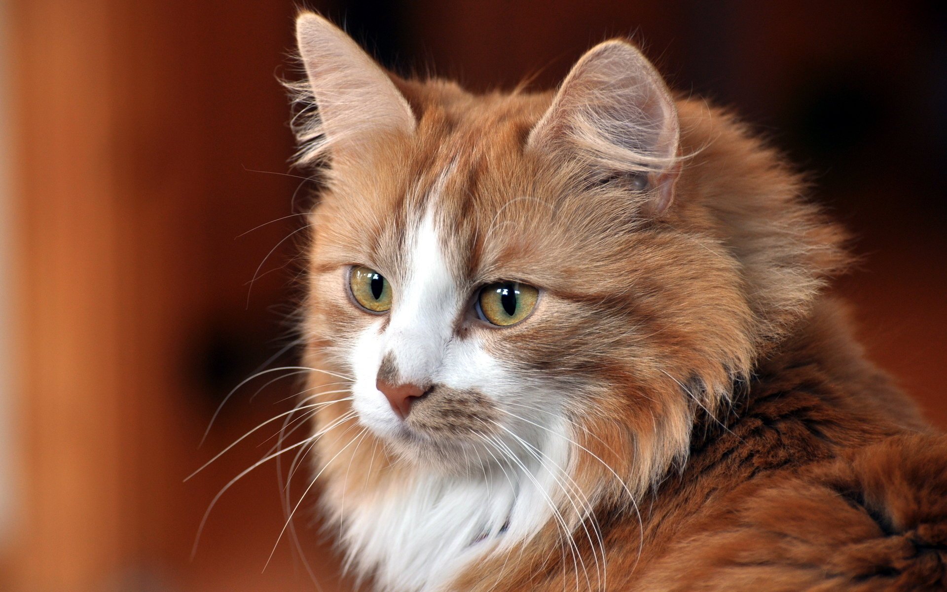 gato casa mirada