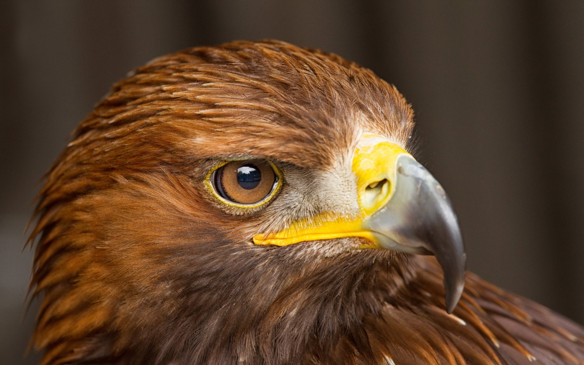 bird falcon macro