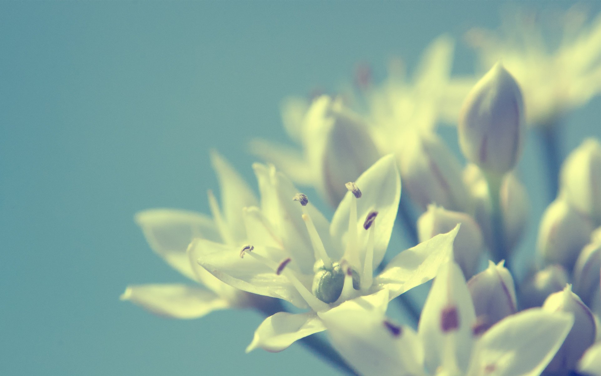 macro sfondo bianco fiori