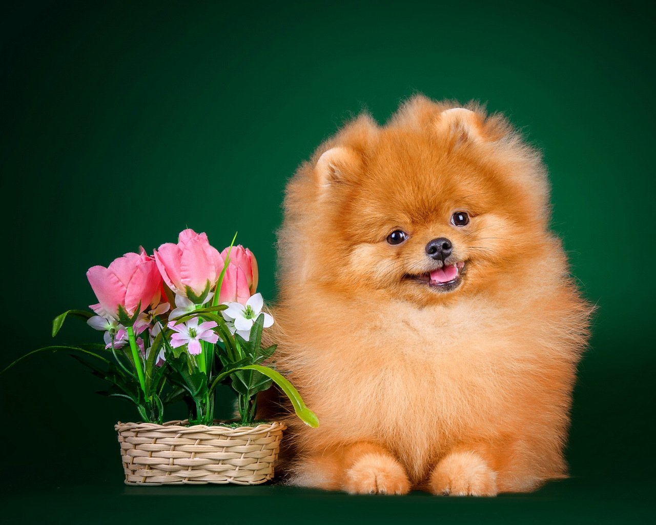 chats chiens animaux