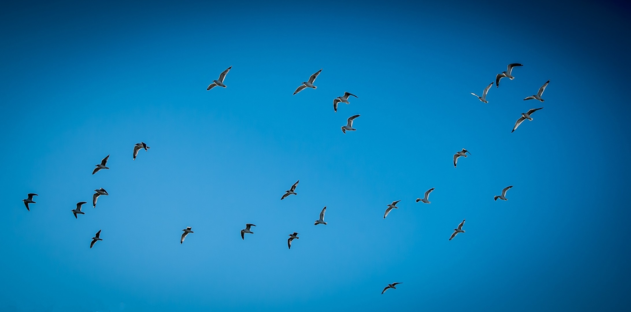 cielo uccelli gabbiani natura