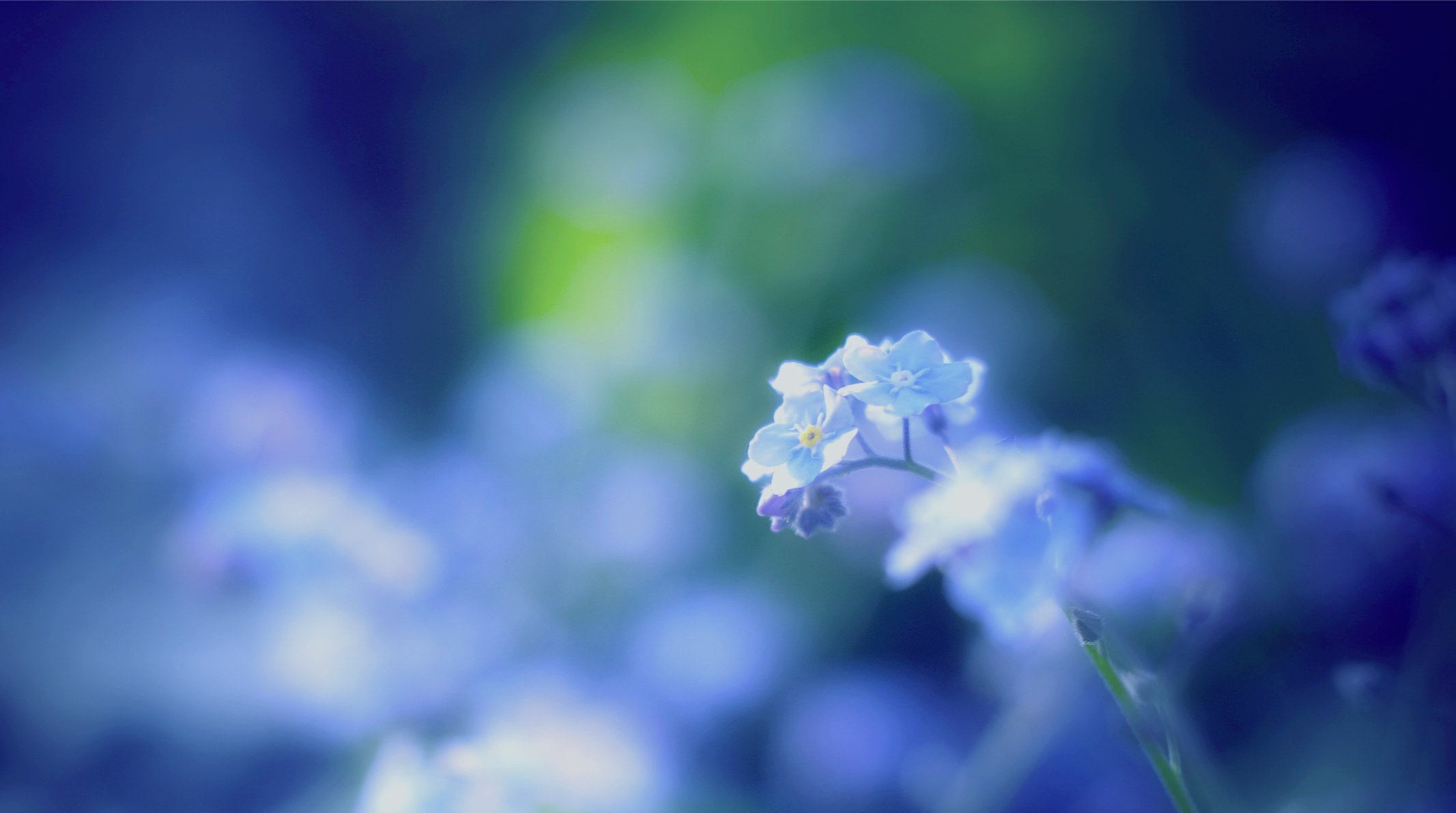 forget-me-nots blur blue blue macro forget-me-not