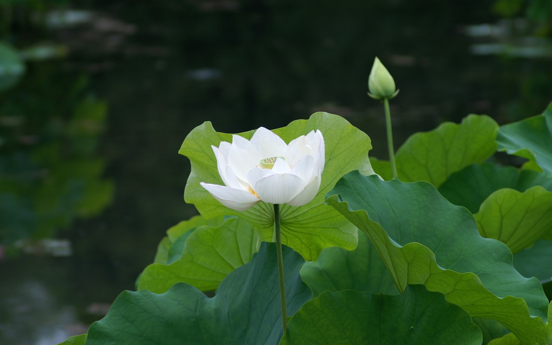 hoja estanque lirio de agua blanco lirio