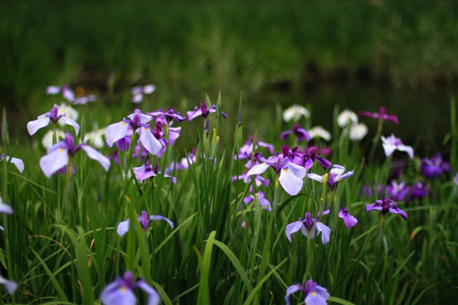 flieder iris grün lila gras sommer blumen blütenblätter menschen