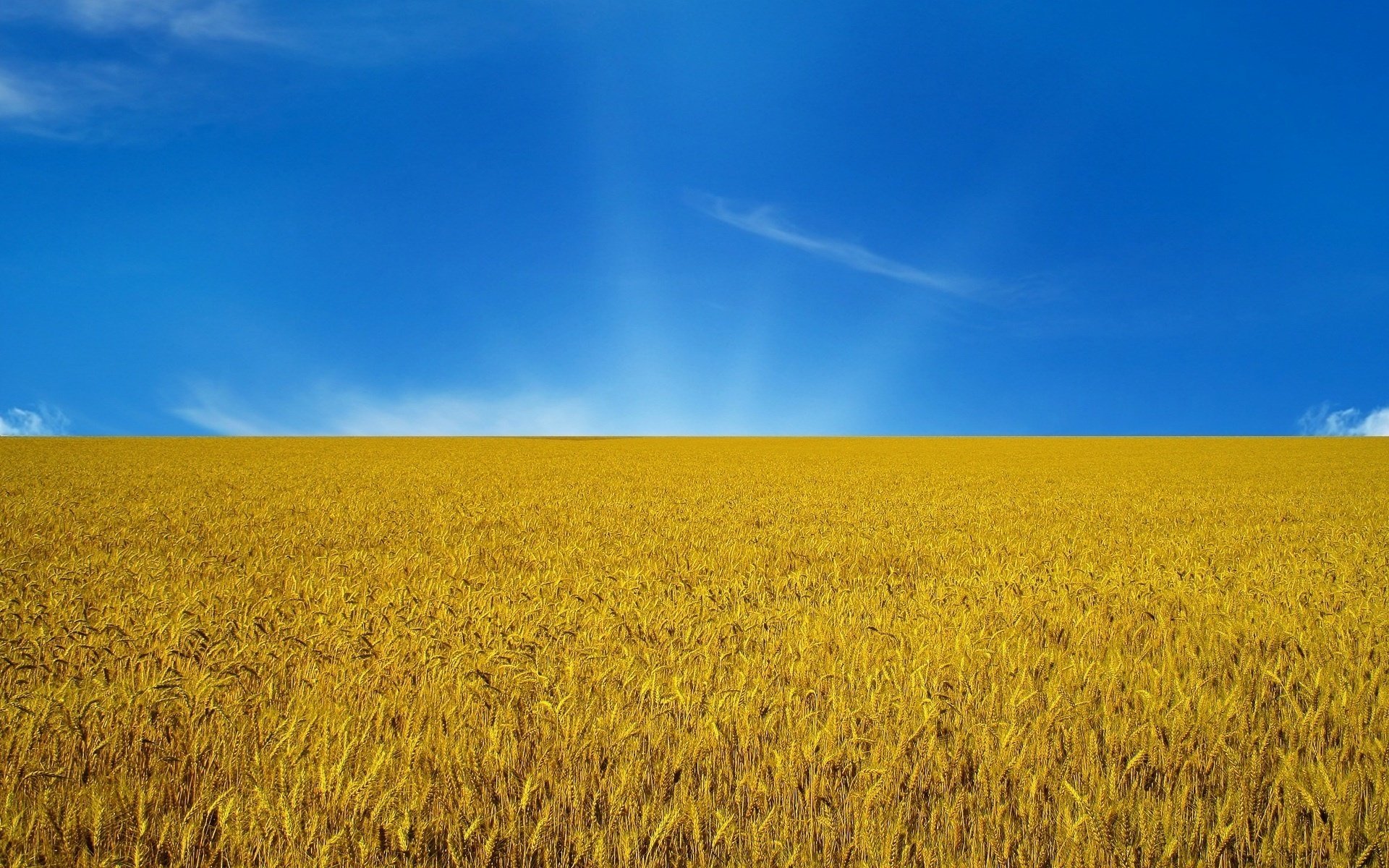 ucrania bandera de ucrania azul-amarillo banderas espigas cielo campo puesta del sol