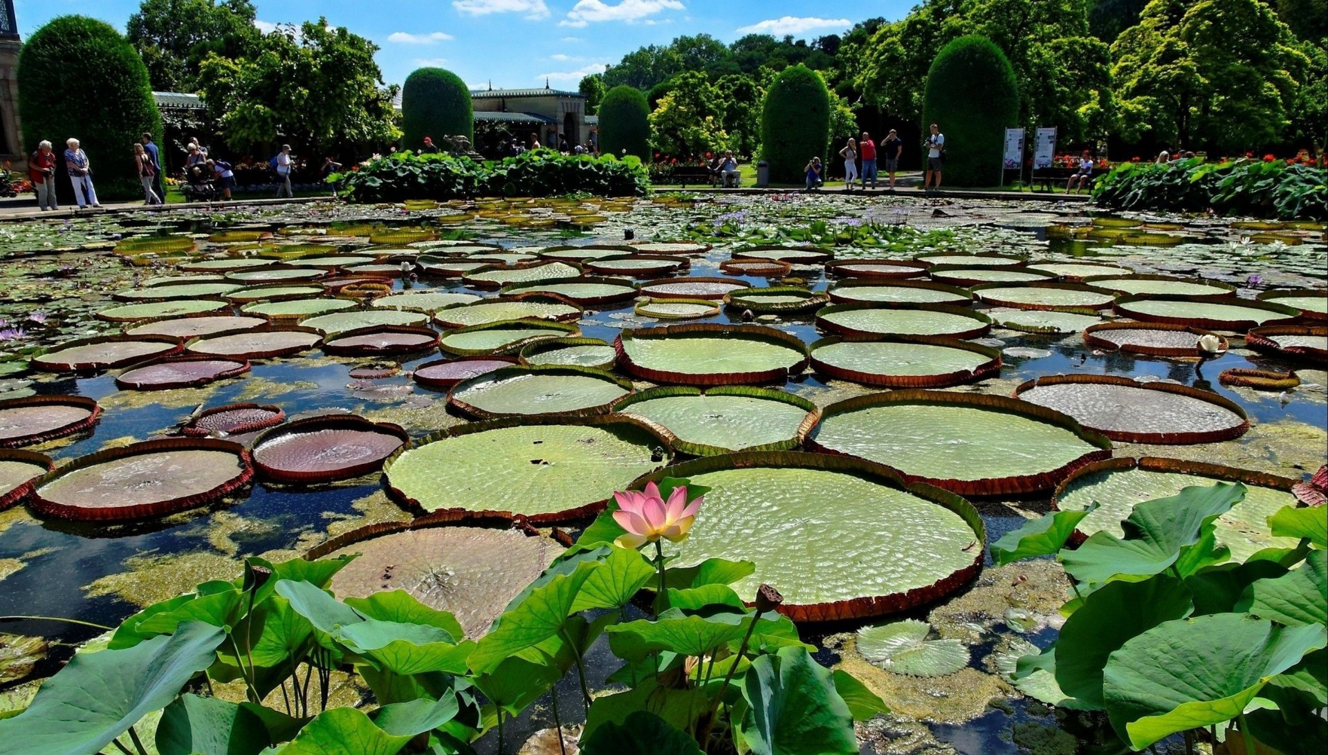 bäume seerosen blumen teich park