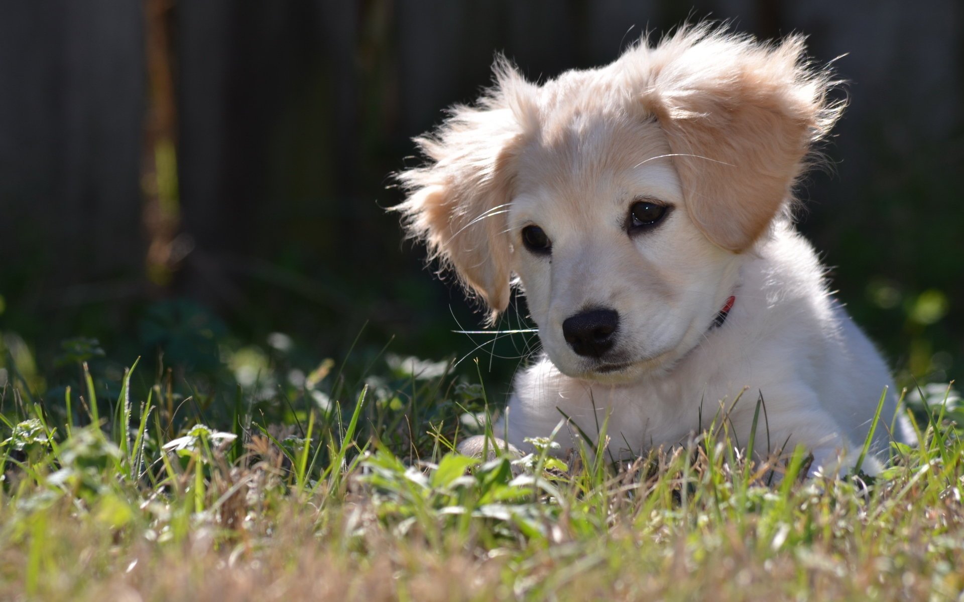 dog puppy nature