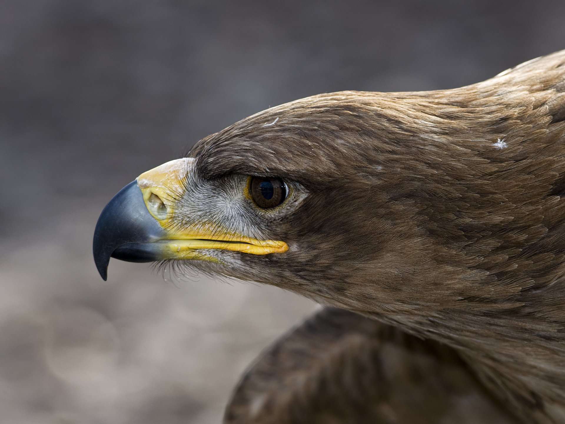 pájaro águila macro perfil cabeza águila plumas pico