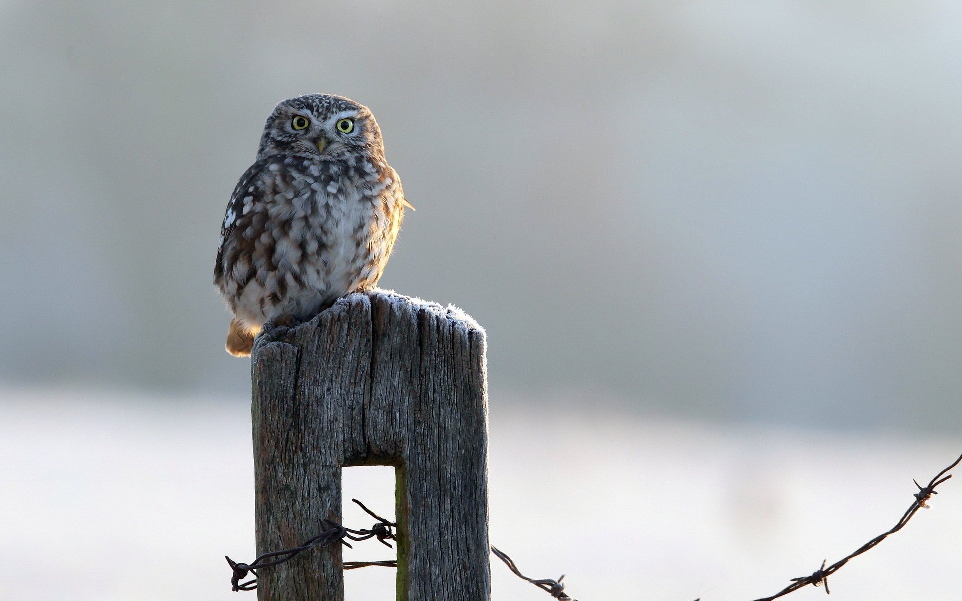 the fence owl bird