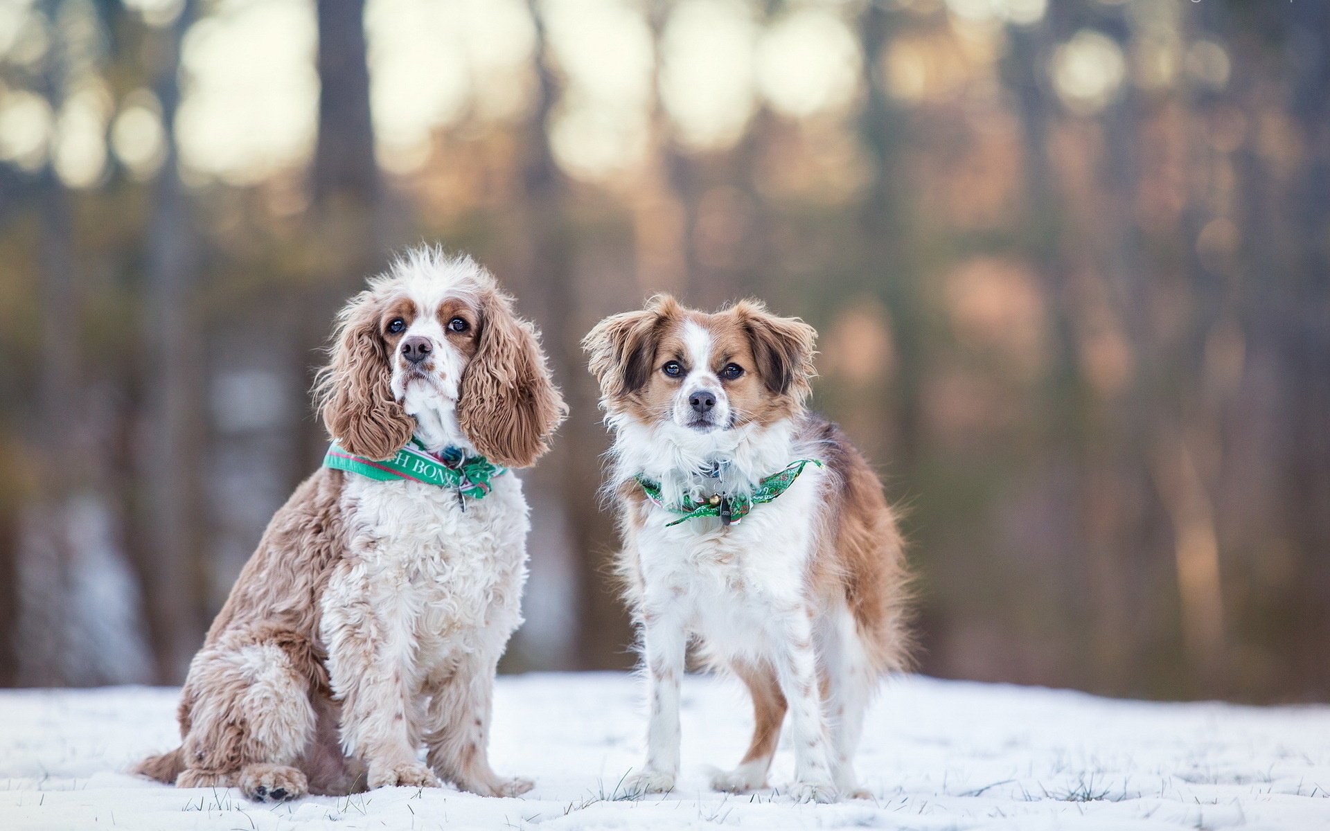 dogs winter snow