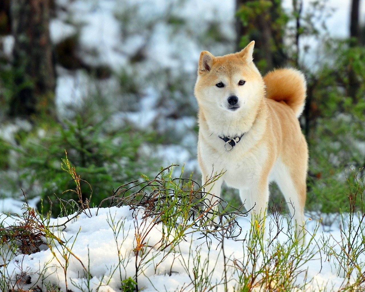 gatos perros animales