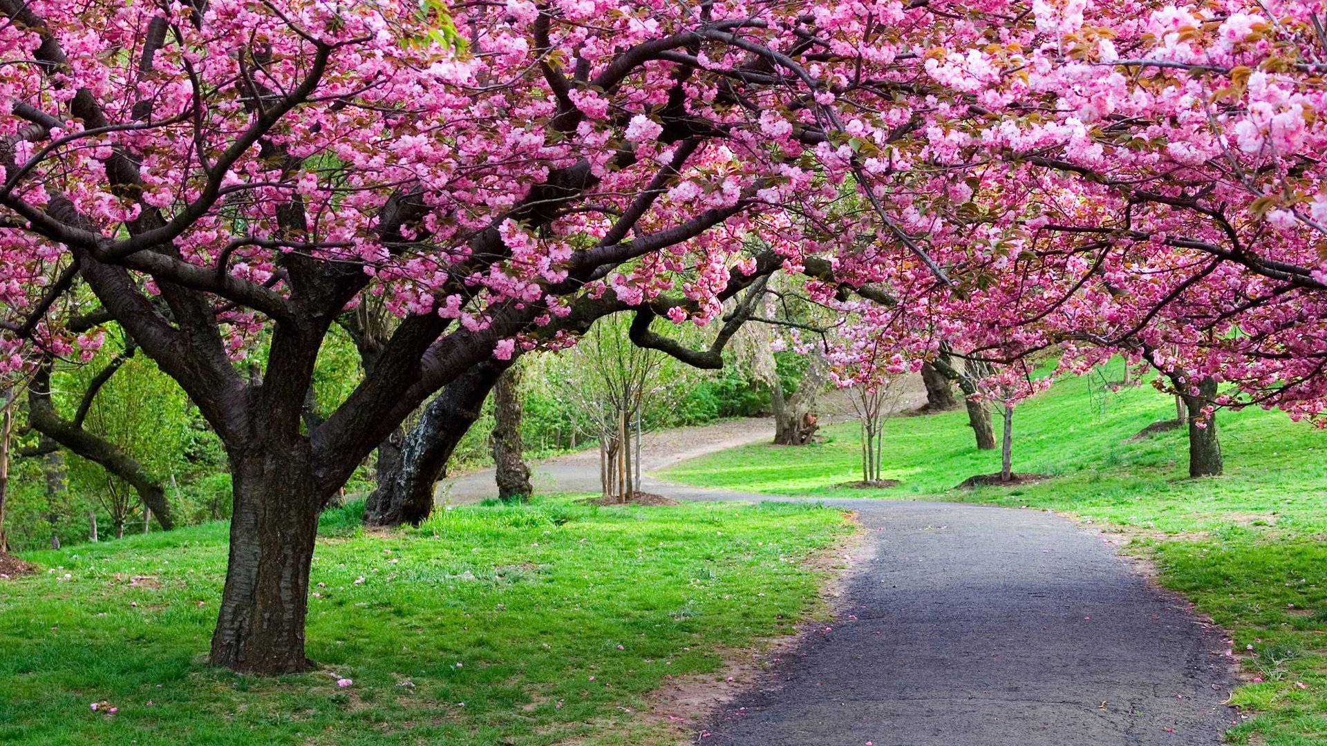 natura primavera bello