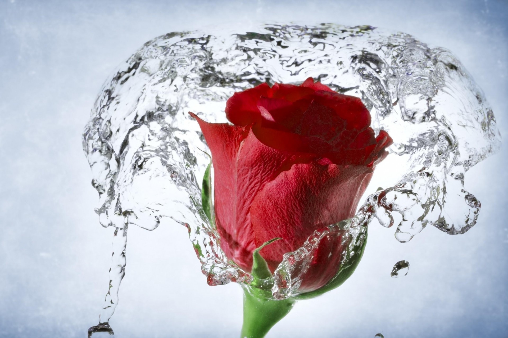 rose wasser makro dose knospe